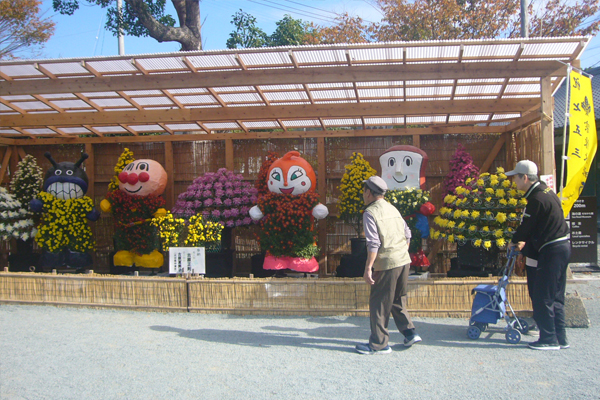 菊花展